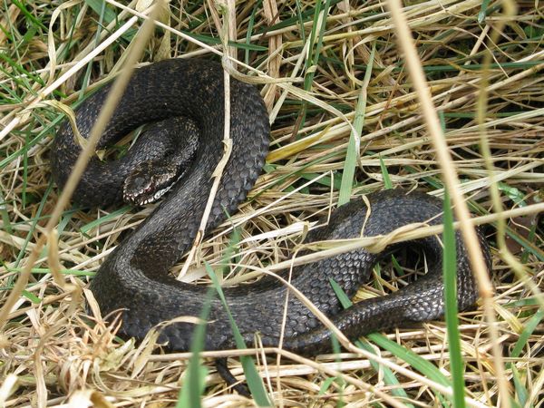 Żmija zygzakowata odmiana melanistyczna (Foto. J. Kuczyńska)