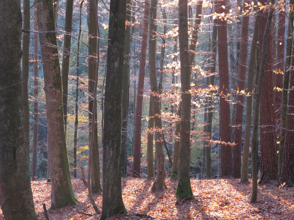 Drzewa przygotowują się do spoczynku zimowego poprzez zrzucenie liści (foto. J. Kuczyńska)