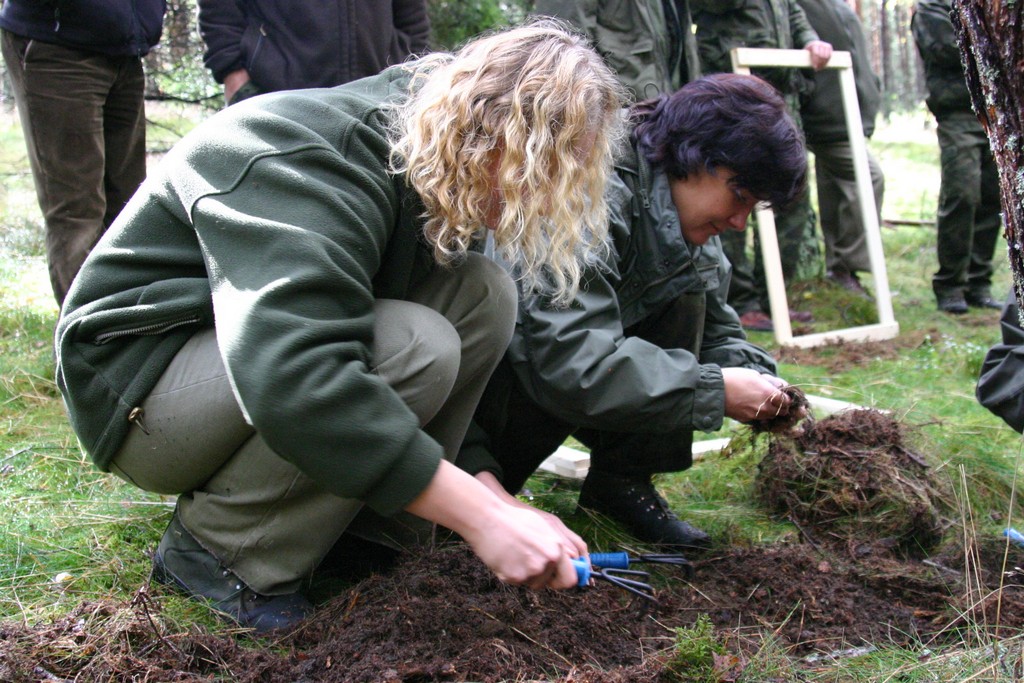 Jesienne poszukiwania szkodników pierwotnych sosny (foto. J. Kuczyńska)