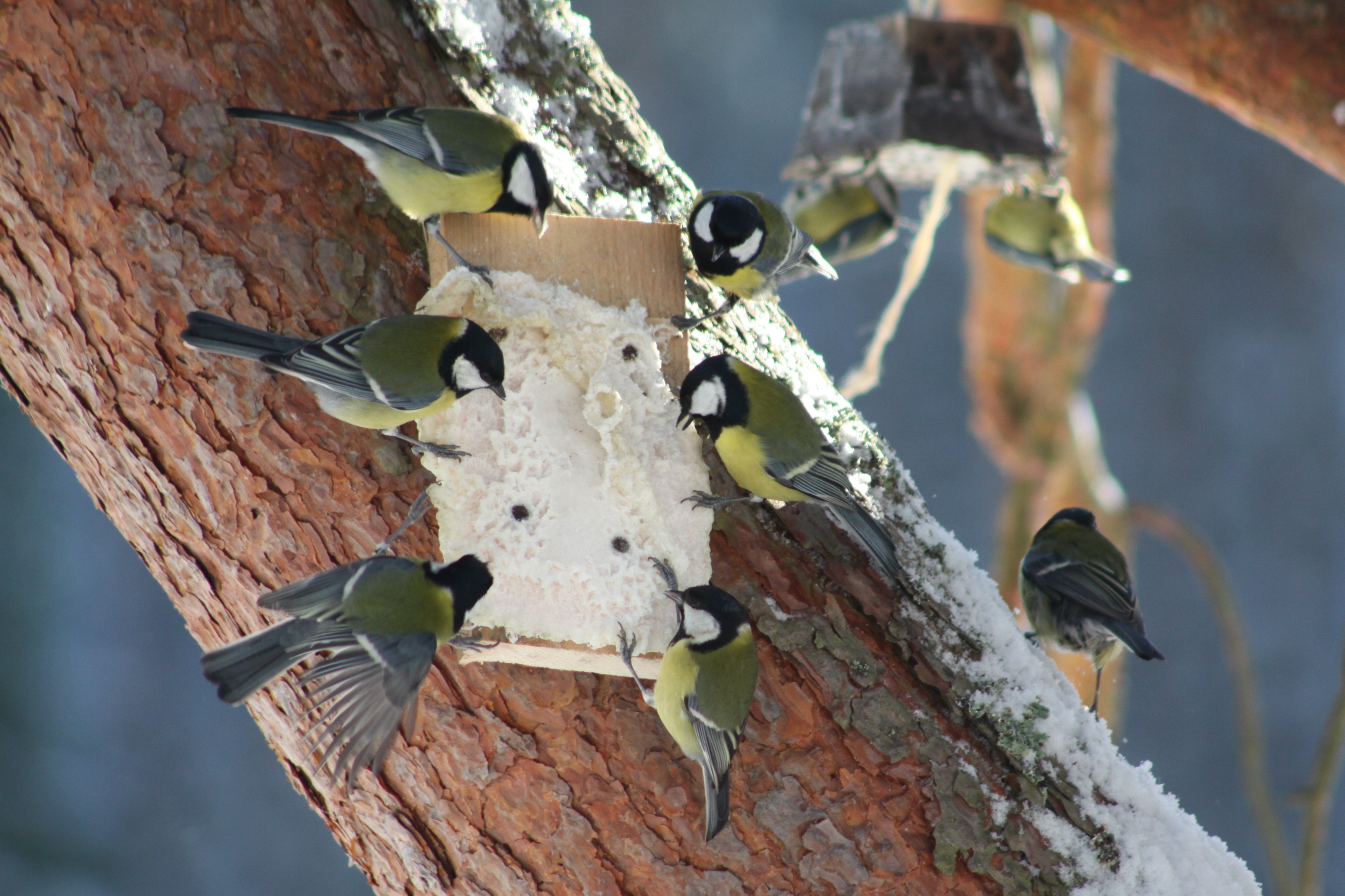 Bogatki przy słoninie (Foto. J. Kuczyńska)