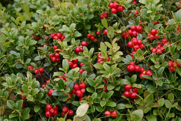 Borówka brusznica (Foto. J. Kuczyńska)