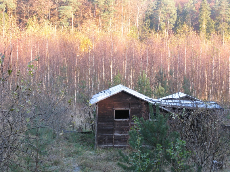 Brzozy pierwsze zrzucają liście na zimę (Foto.: J. Kuczyńska)