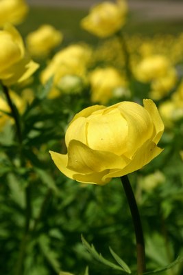 Pełnik europejski (Foto. J. Kuczyńska)