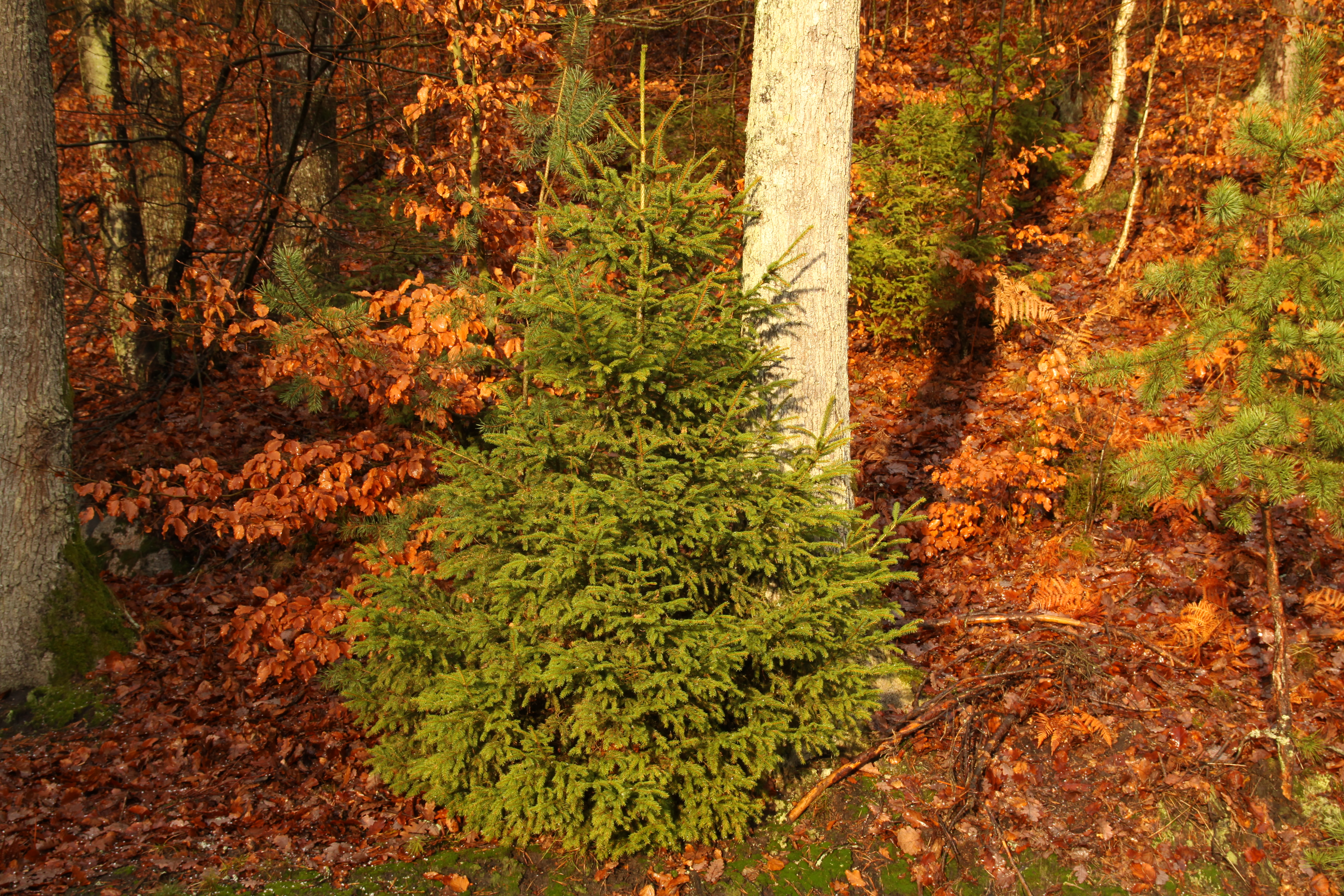 Choinka czy świerk? (Foto. J. Kuczyńska)