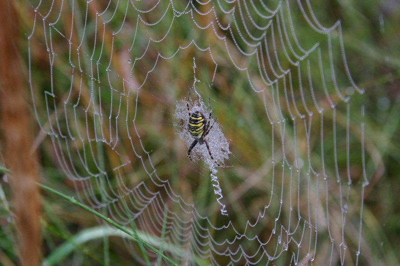 Coraz częściej spotkać można tygrzyka paskowanego (Foto. J. Kuczyńska)