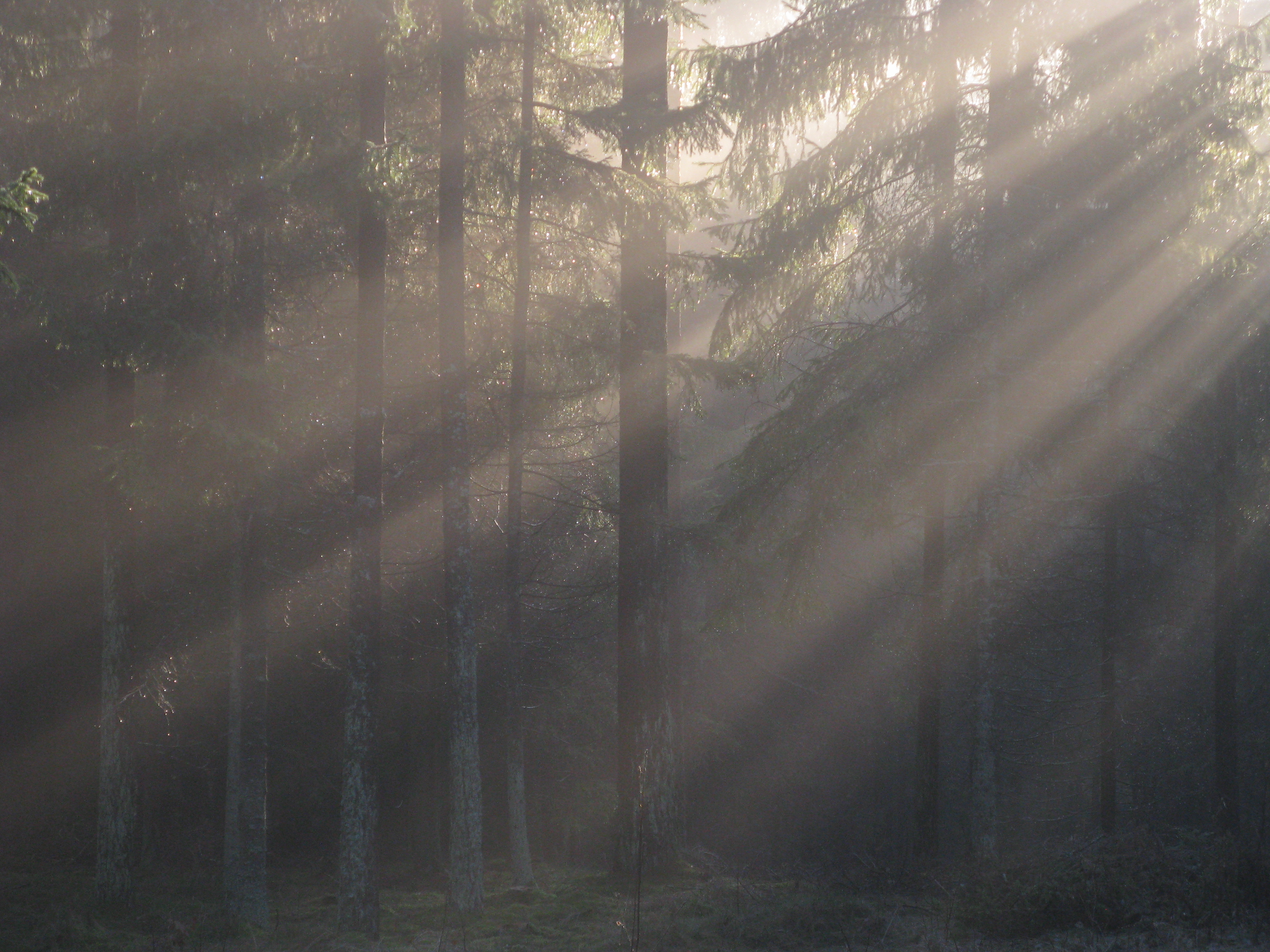 Grudzień w lesie (Fot. J. Kuczyńska)
