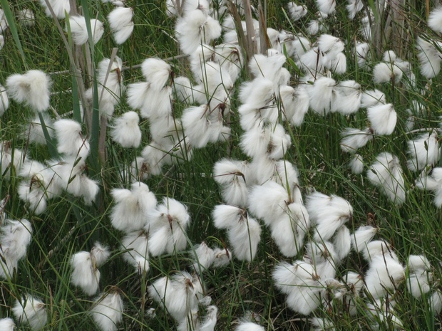Wełnianki to rośliny bagien i torfowisk (Foto. J. Kuczyńska)