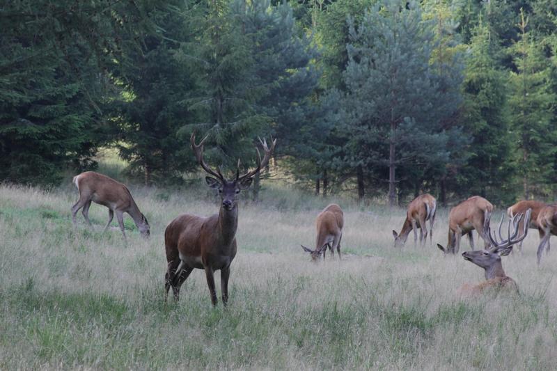 Jelenie - byki i łanie (Foto. J. Kuczyńska)