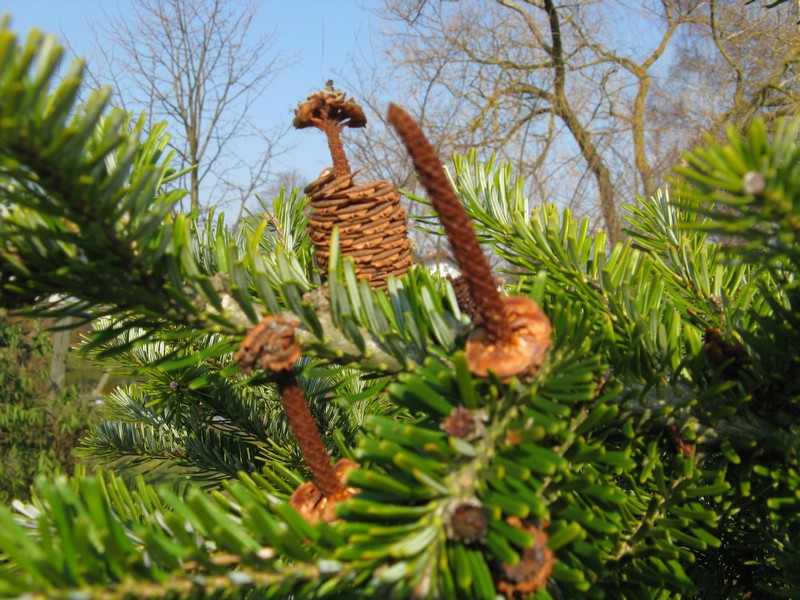 Szyszki kodły koreańskiej w arboretum przy nadleśnictwie (Foto.: J. Kuczyńska)