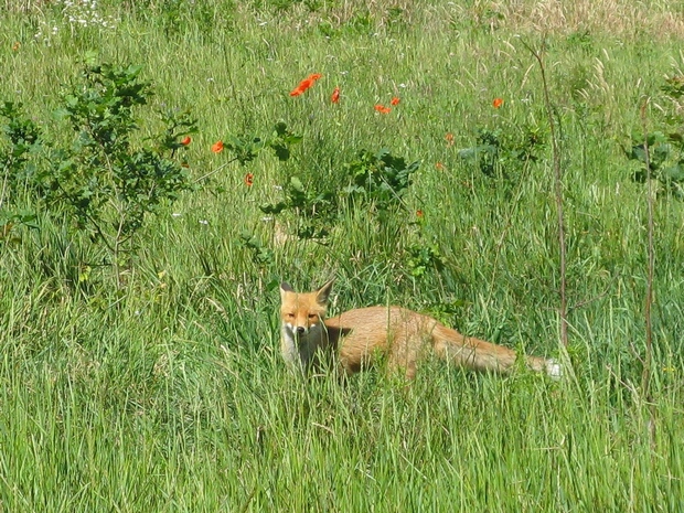Lis w drodze do nory (foto. J. Kuczyńska)