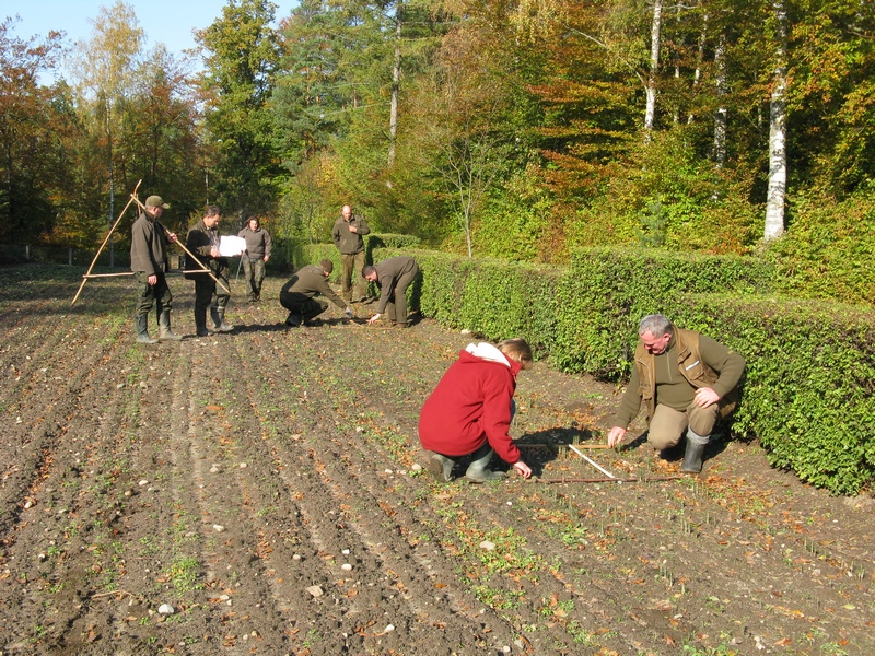Ocena produkcji szkółkarskiej (Foto.: J. Kuczyńska)