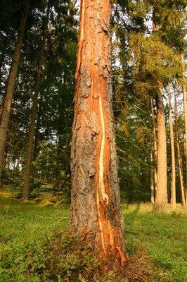 Pień sosny po uderzeniu pioruna (foto. J. Kuczyńska)