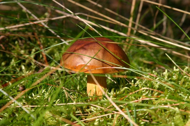 Podgrzybek brunatny (Foto. J. Kuczyńska)
