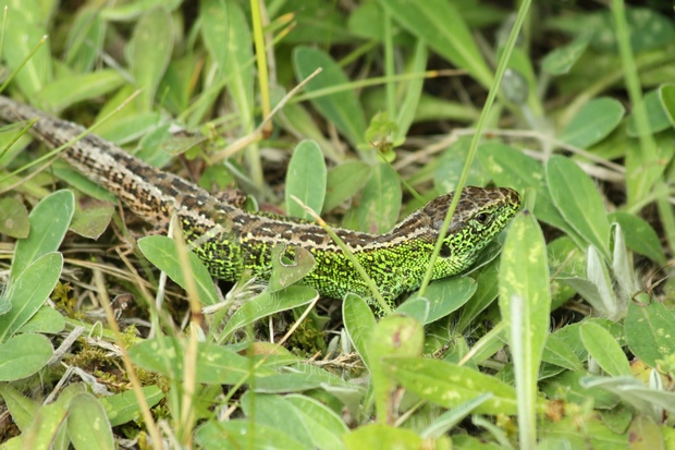 Samiec jaszczurki zwinki (foto. J. Kuczyńska)