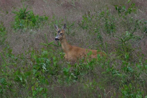 Sarna w letniej szacie (foto. J. Kuczyńska)