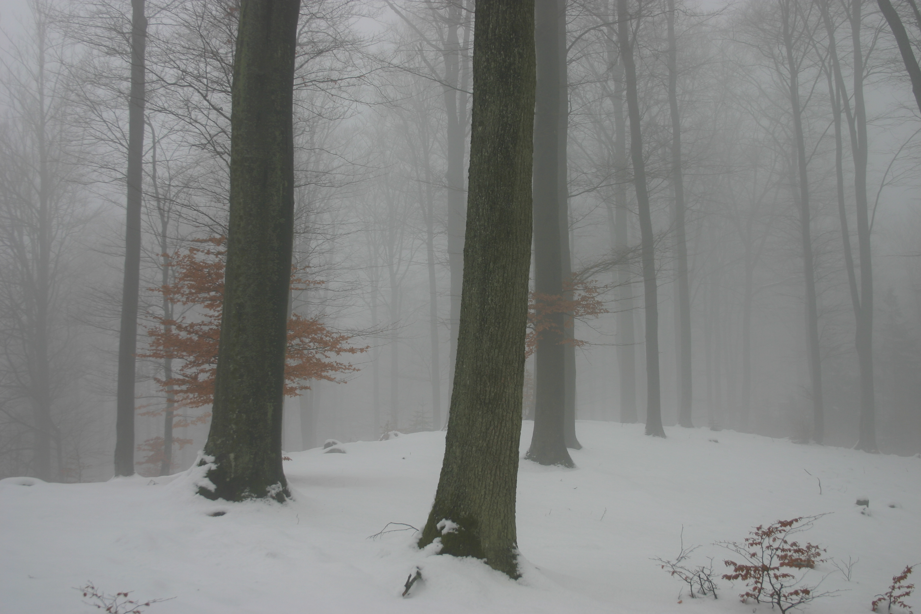 W zimowym lesie (Foto. J. Kuczyńska)