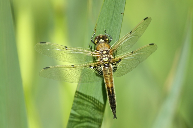 Ważka (foto. J. Kuczyńska)