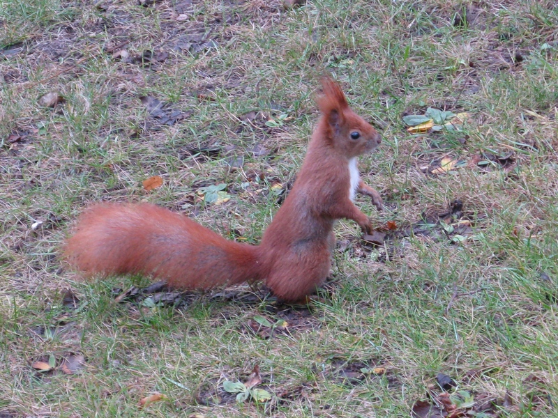 Wiewiórki gromadzą zapasy na zimę (Foto.: J. Kuczyńska)