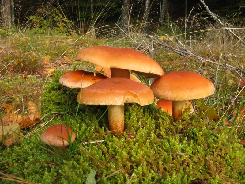 Wszystkie grzyby pałnią jakąś rolę w przyrodzie (Foto. J. Kuczyńska)