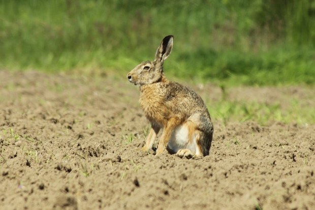 Zając (Foto. J. Kuczyńska)
