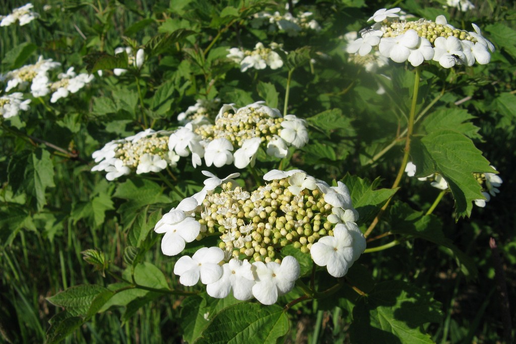 Kwiaty kaliny (Fot. J. Kuczyńska)