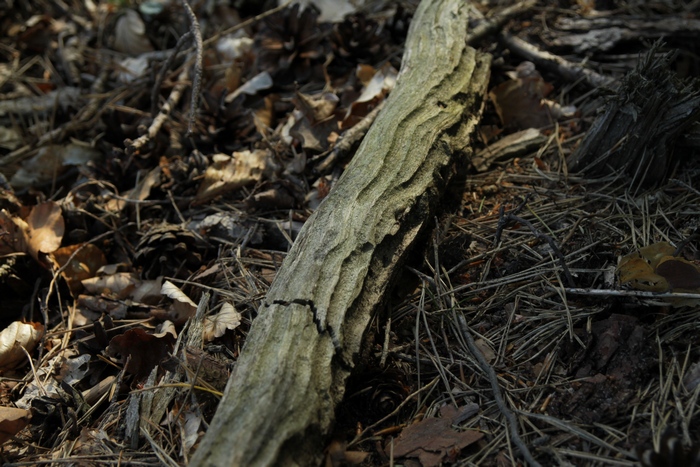 Ślady po żerowaniu larw szeliniaka (Fot. J. Kuczyńska)