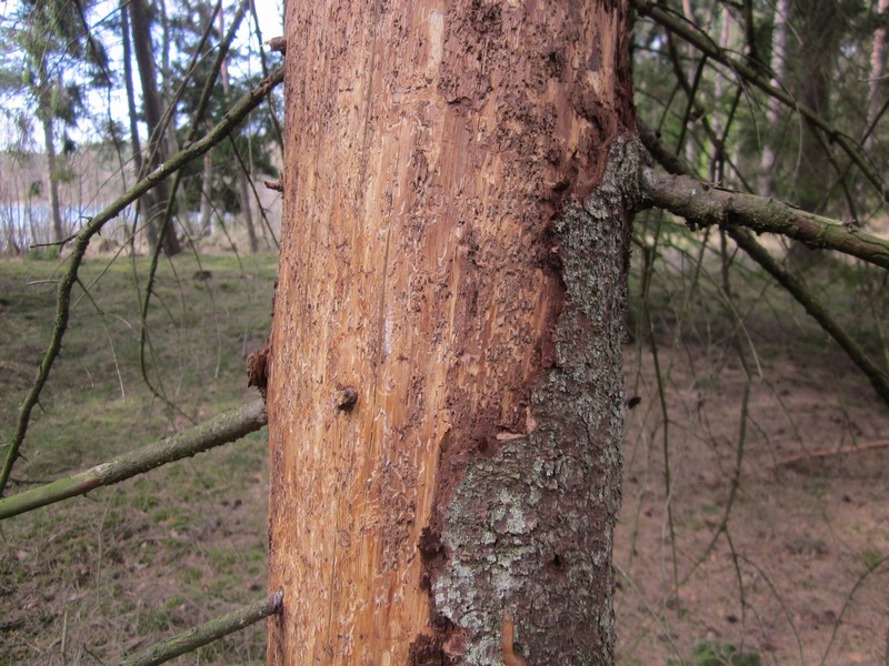 Żerowiska korników szczelnie pokrywają powierzchnię łyka (Fot. J. Kuczyńska)