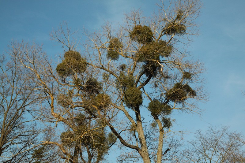 Drzewo z kulistymi krzaczkami jemioły (Fot. J. Kuczyńska)