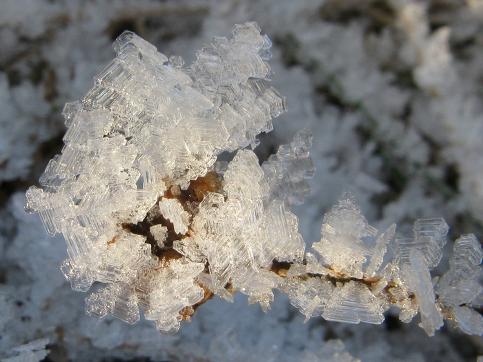 W lodowej ramce (Fot. J. Kuczyńska)