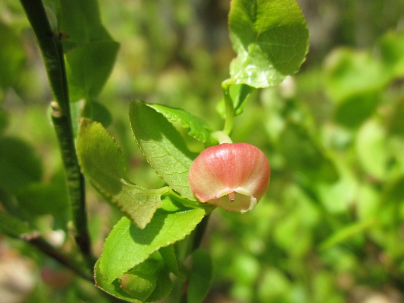 Kwitnąca borówka czernica (Fot. J. Kuczyńska)