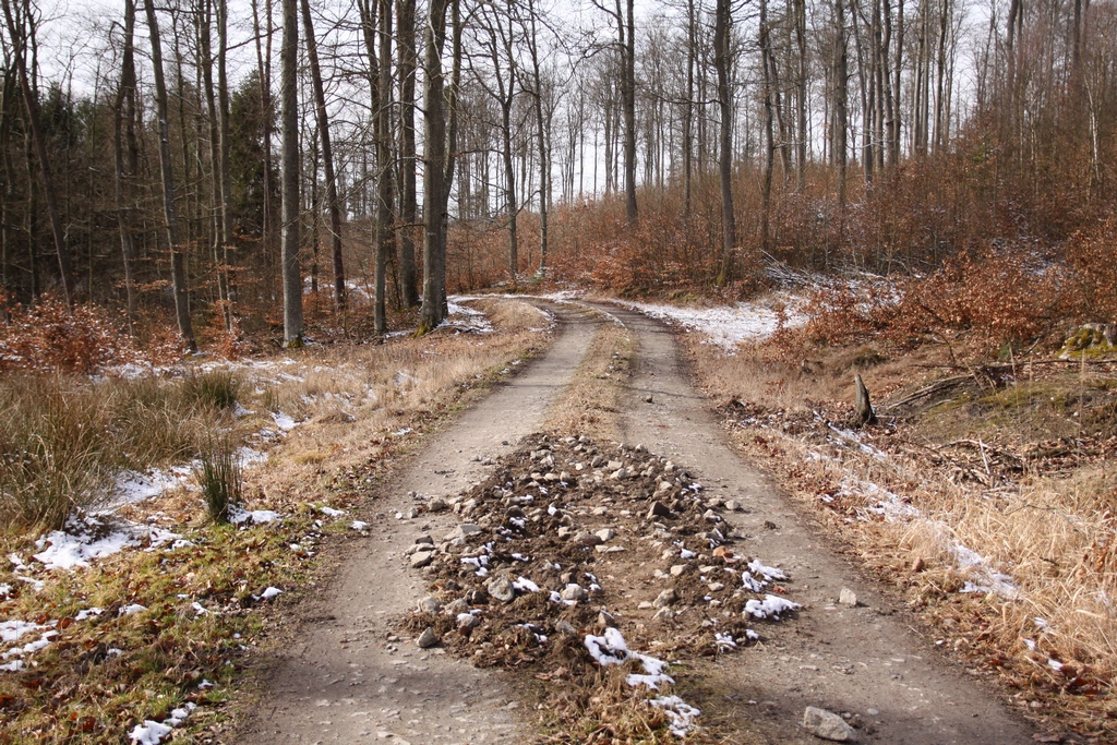 Dziki potrafią zbuchtować nawet utwardzoną drogę (Fot. J. Kuczyńska)