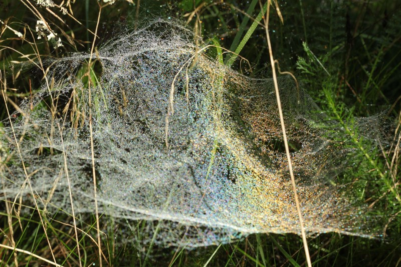 Sieć łowna w kształcie lejka (Fot. J. Kuczyńska)