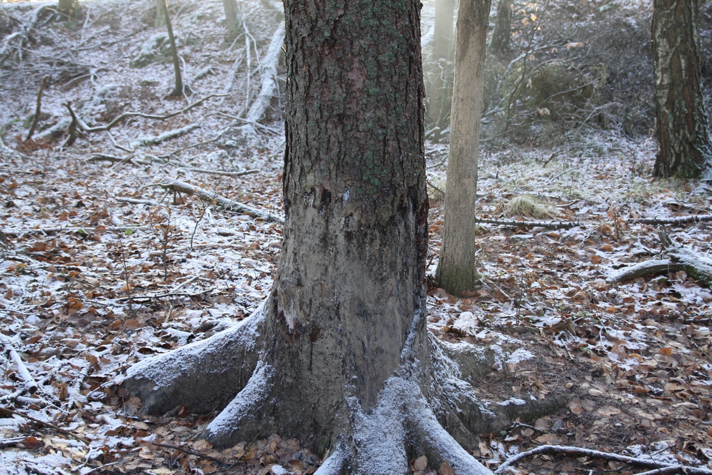 Po kapieli błotnej dziki lubią czochrać się o pobliskie drzewo (Fot. J. Kuczyńska)