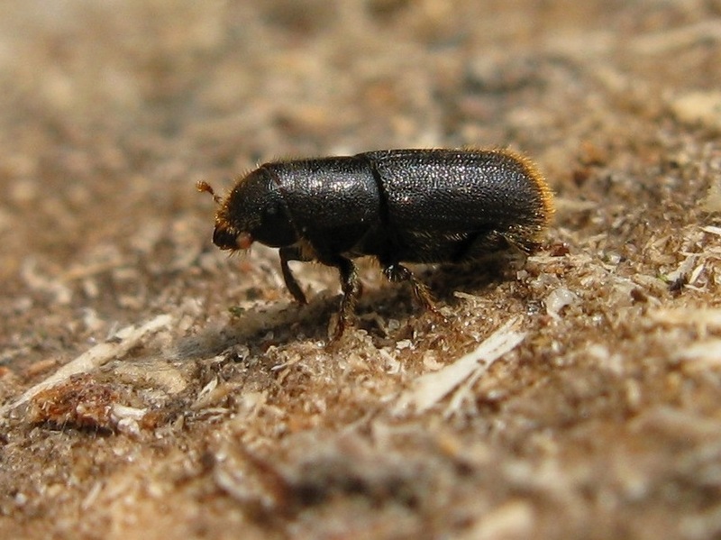 Korniki to chrząszcze o dł. 2-6 mm (Fot. J. Kuczyńska)
