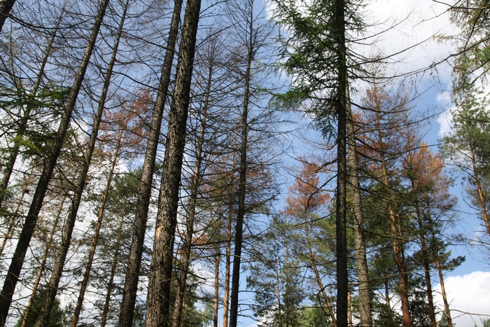 Niekiedy uderzenie pioruna powoduje obumarcie lasu na większej powierzchni (Fot. J. Kuczyńska)