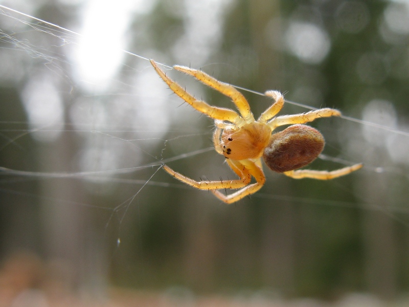 Niektóre pająki mają 6 oczu (Fot. J. Kuczyńska)