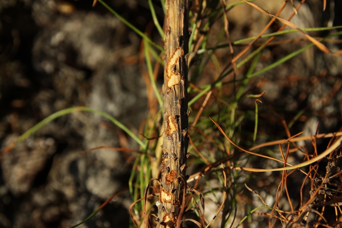 Sadzonka sosnowa z widocznymi śladami żerowania szeliniaka (Fot. J. Kuczyńska)