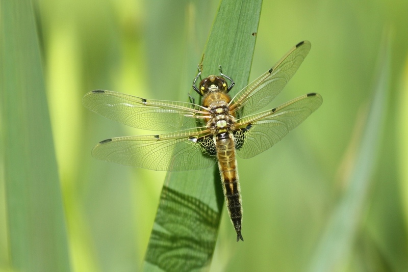 Ważka to owad terenów otwartych (Fot. J. Kuczyńska)