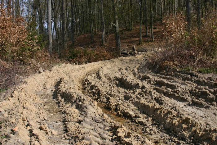 Droga leśna po zrywce drewna (Fot. J. Kuczyńska)