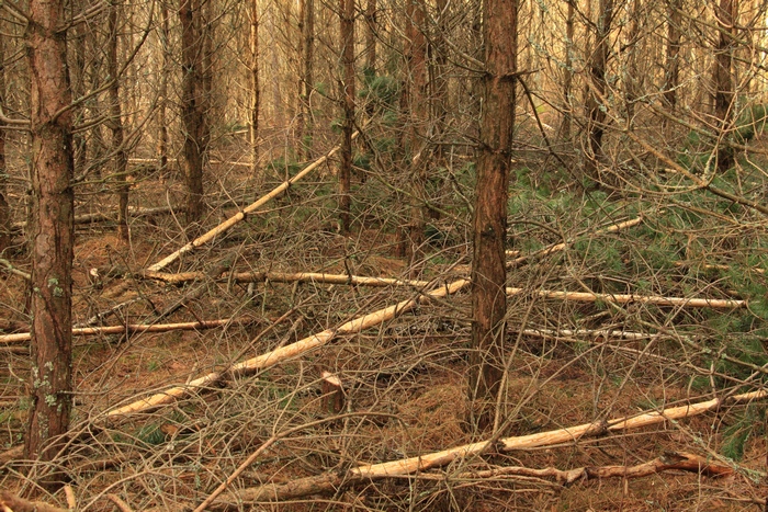 Młodnik sosnowy po czyszczeniu późnym. Kora ściętych drzewek została ogryziona przez jelenie (Fot. J. Kuczyńska)   