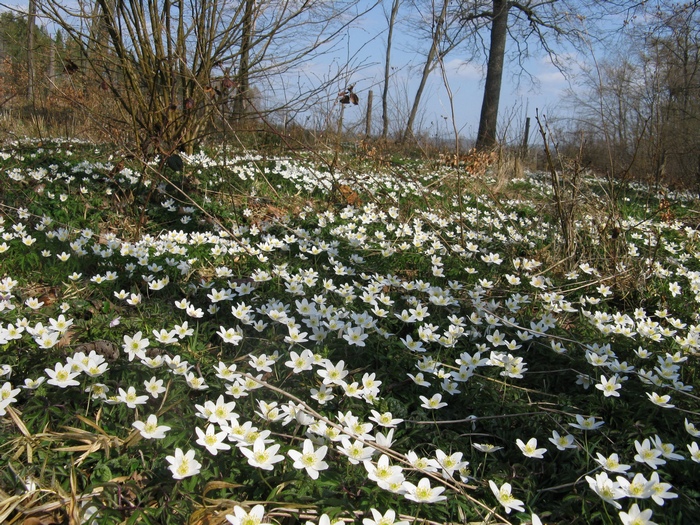 Dno lasu wypełnią łany kwitnących zawilców (Fot. J. Kuczyńska)