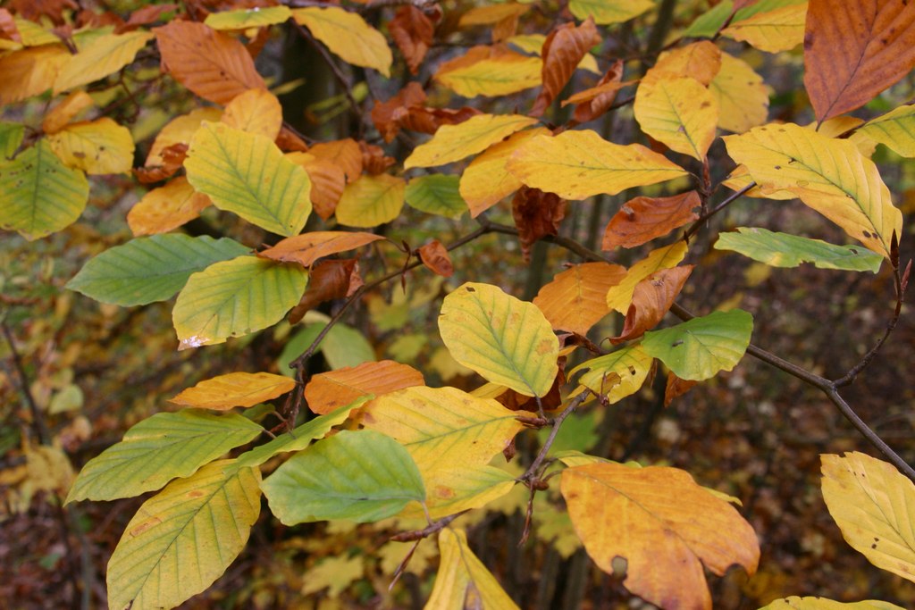 Każda jesień ma swój odmienny kolor (Fot. J. Kuczyńska)