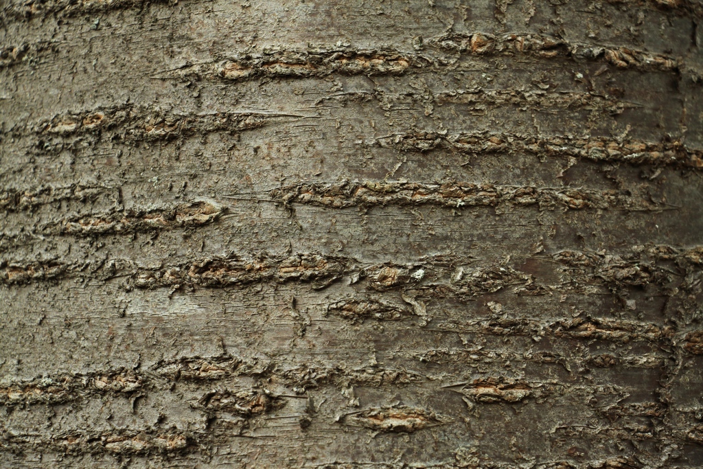 Kora czereśni z charakterystycznymi przetchlinkami (Fot. J. Kuczyńska)