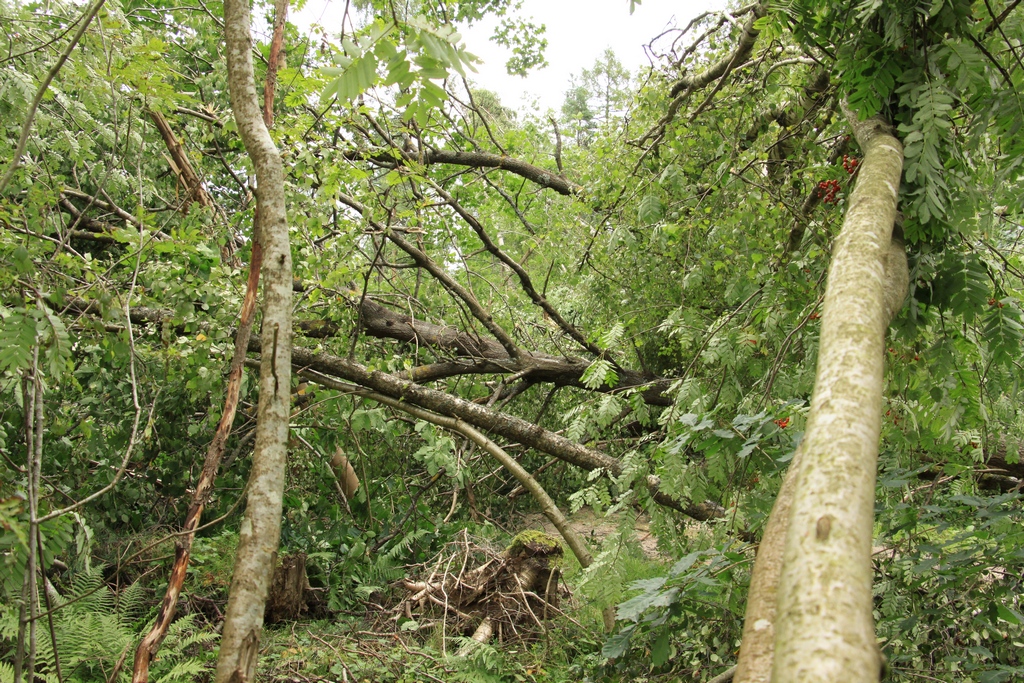 W drzewostanach liściastych usuwanie powalonych drzew musieli wykonać pilarze (Fot. J. Kuczyńska)