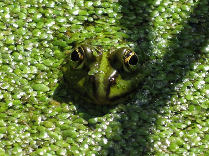 Obudzą się żaby (Fot. J. Kuczyńska)