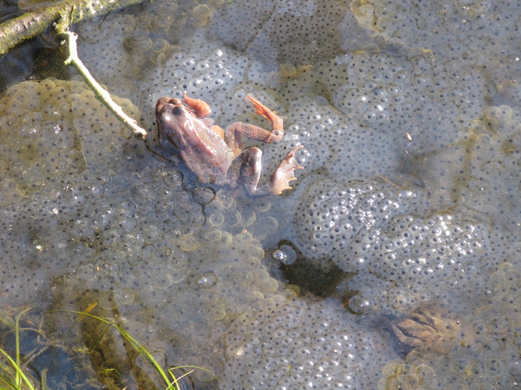 Wczesna wiosna to pora żabich godów (Fot. J.Kuczyńska)