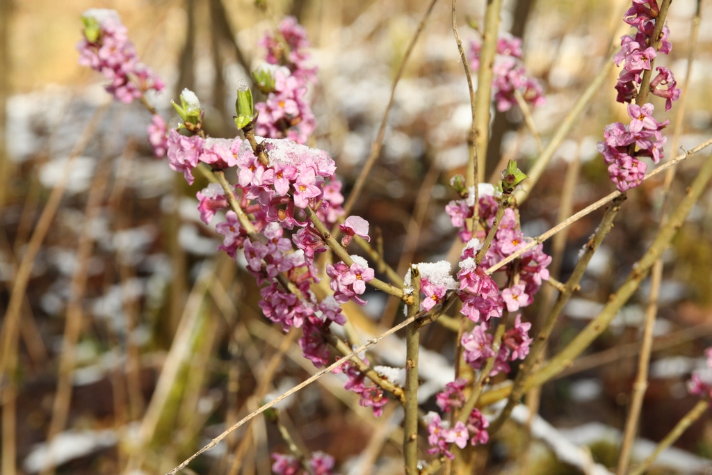 Kwitnący wawrzynek wilczełyko (Fot. J. Kuczyńska)