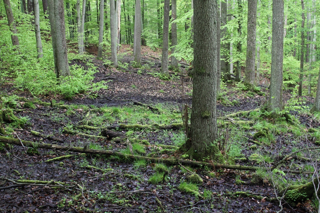 Na terenie rezerwatu występuje 8 nisz źródliskowych (Fot. J. Kuczyńska)