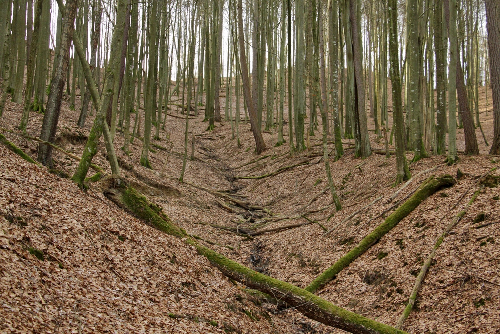 Silnie urozmaicona rzeźba terenu oraz liczne martwe i powalone drzewa nadają rezerwatowi naturalny charakter (Fot. J. Kuczyńska)