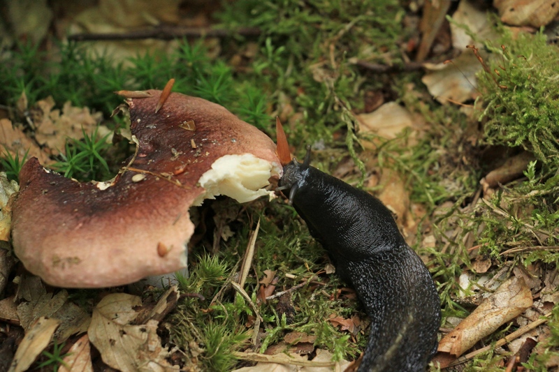 Gołąbek zjadany przez ślimaka (Fot. J. Kuczyńska)